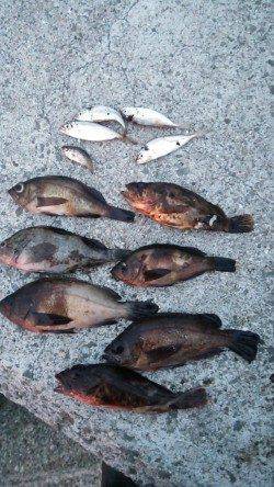 樽井　メバルングで〜19cm20匹　他ガシラ、タケノコメバル、豆アジ☆