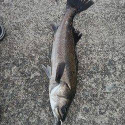 佐野漁港でルアーゲーム★良型のシーバス！★