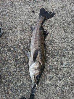 佐野漁港でルアーゲーム★良型のシーバス！★