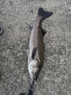 佐野漁港でルアーゲーム★良型のシーバス！★…