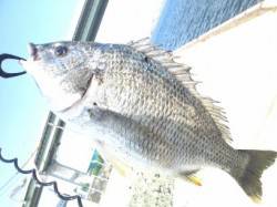 舞洲　イガイの落とし込みでキビレゲット