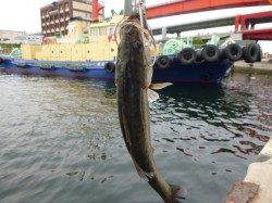 北公園でセイゴ、空港でメバル