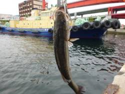 北公園でセイゴ、空港でメバル