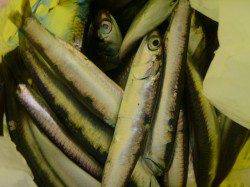 兵突Ｄ～Ｅでイワシ好調