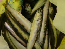 兵突Ｄ～Ｅでイワシ好調