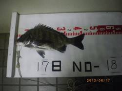 姫路市立遊漁センター　探り釣りでチヌ！