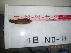 姫路市立遊漁センター、探り釣りで色んな魚が…