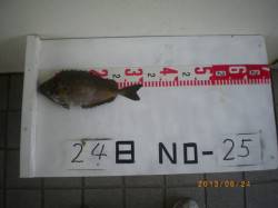 探り釣りでガシラにタコ etc... 姫路…