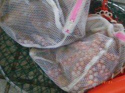 探り釣りでガシラにタコ etc… 姫路市立遊漁センター