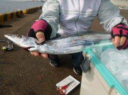 兵突　未明にタチウオ、スルメイカ