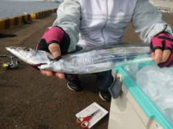 兵突　未明にタチウオ、スルメイカ