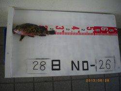 シラサの探り釣りで魚種多様に釣れました