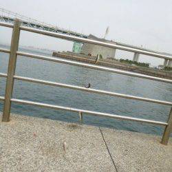 豆アジサビキ30分1本勝負!!アジュール舞子