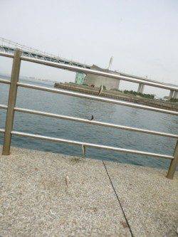 豆アジサビキ30分1本勝負!!アジュール舞子