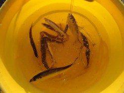 本日泉大津超リアルタイム、今まさに・・・！！