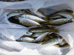 サビキで5魚種!!　泉大津RT　7日あさ