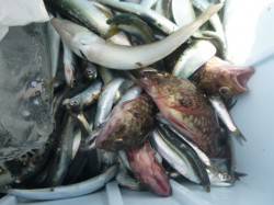 朝の兵突のサビキ釣り！