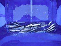 イワシ釣れてます♪鳴尾海釣り広場ＲＴ