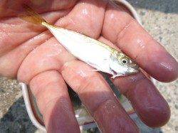 【豆アジが止まらない・・・】アジュール舞子