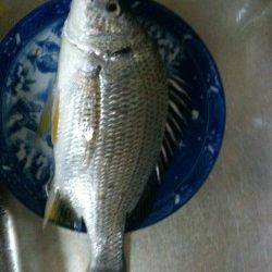 お手軽!!チヌボンボンゲームin紀ノ川