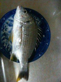 お手軽!!チヌボンボンゲームin紀ノ川