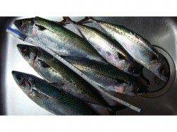 大サバが釣れているアジュール舞子に行って来ました