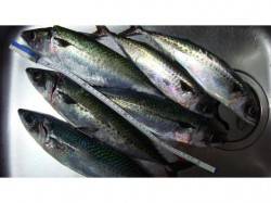 大サバが釣れているアジュール舞子に行って来…