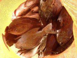 【グレ・ガッシー大爆釣】南芦屋浜リアルタイム