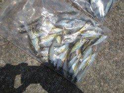 豆あじ湧いてます!【8日】田ノ浦RT