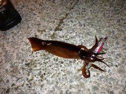 アジュール舞子！スルメイカまだいける！！