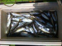 ノマセでヒラメだ！加太8日RT