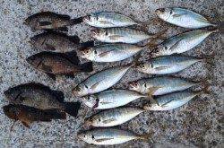 穴場です!『アジングin和田防』