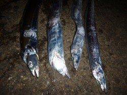 夜の兵突今日のタチウオ！