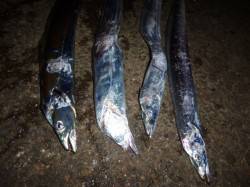 夜の兵突今日のタチウオ！