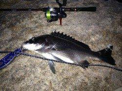 福田川河口でチニング、念願の初チヌ！