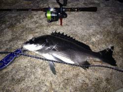 福田川河口でチニング、念願の初チヌ！