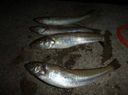 兵突、楽しい夜釣り！