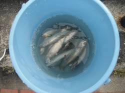 早朝から小サバ･豆アジ☆泉大津RT9日・朝…