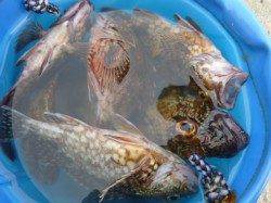 北公園で良型ハネ　良型ガシラ