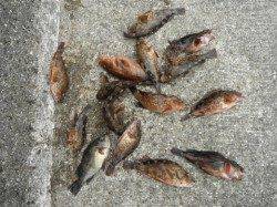 Oh～!根魚フィーバー♪岸和田一文字RT9日