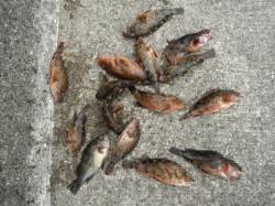 Oh～!根魚フィーバー♪岸和田一文字RT9…