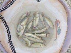 【豆アジ警報発動】アジュール舞子ＲＴ