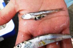 貝塚人工島～食コン　キビナゴ釣れた！