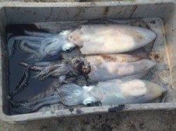 初ヤエン釣りのススメ♪