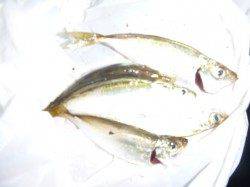 夜の兵突来ました豆アジが！