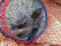 【エビでハネ・石ゴカイでグレ祭り!】南芦屋浜