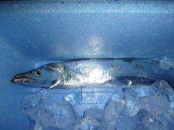 兵突のタチウオ釣りが面白い!