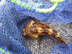 朝の北公園の大タコ！