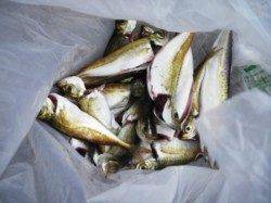 今朝はなぎさで豆アジ♪　泉大津RT11日あさ