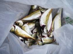 今朝はなぎさで豆アジ♪　泉大津RT11日あ…